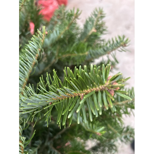 262 - FIVE POT GROWN NORDMAN FIR CHRISTMAS TREES 120CM/150CM