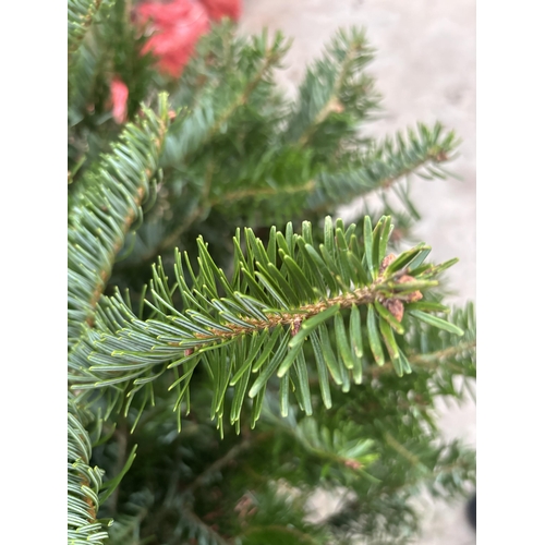 263 - FIVE POT GROWN NORDMAN FIR CHRISTMAS TREES 120CM/150CM