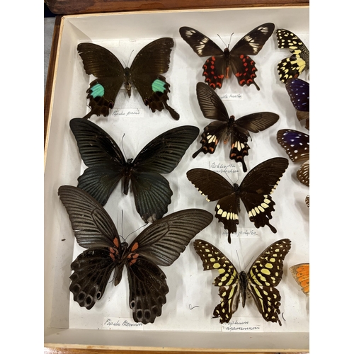 28 - A WOODEN CASE CONTAINING TWENTY SEVEN TAXIDERMY BUTTERFLIES