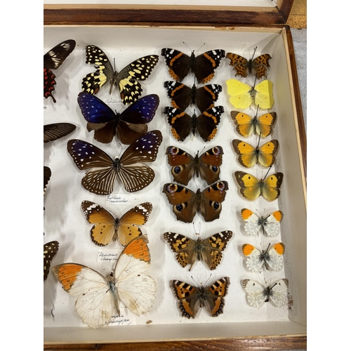 28 - A WOODEN CASE CONTAINING TWENTY SEVEN TAXIDERMY BUTTERFLIES