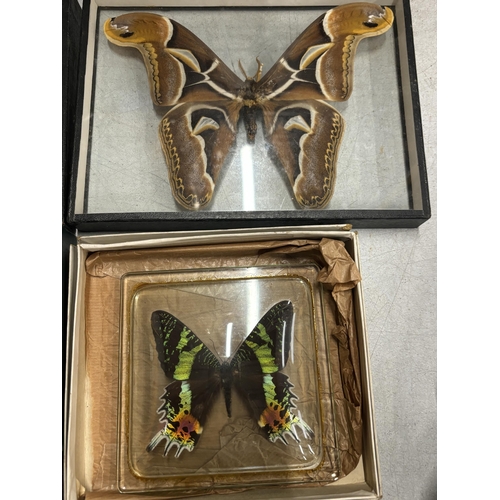 52 - SEVEN SEPERATELY CASED TAXIDERMY BUTTERFLIES