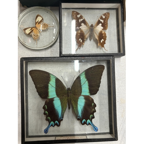 52 - SEVEN SEPERATELY CASED TAXIDERMY BUTTERFLIES