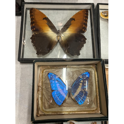 52 - SEVEN SEPERATELY CASED TAXIDERMY BUTTERFLIES