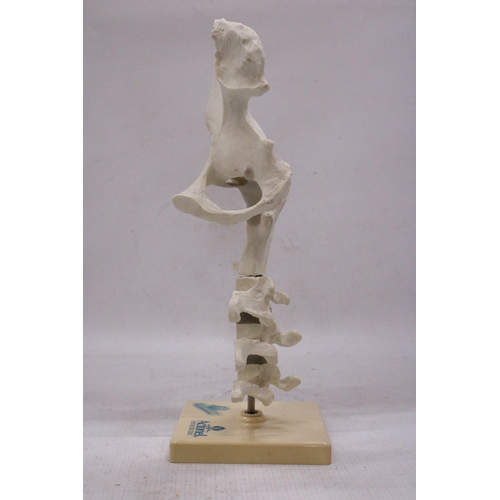 183 - A VINTAGE SKELETON/ANATOMY MODEL BY ACTONEL