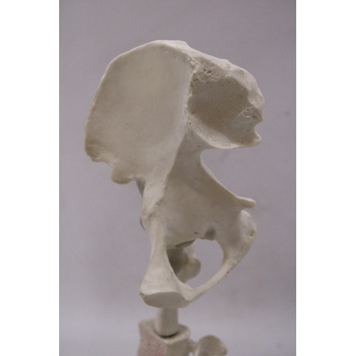 183 - A VINTAGE SKELETON/ANATOMY MODEL BY ACTONEL