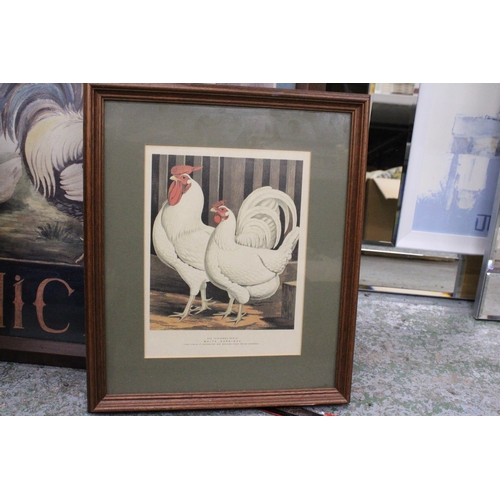 1053 - THREE FRAMED PRINTS OF CHICKENS