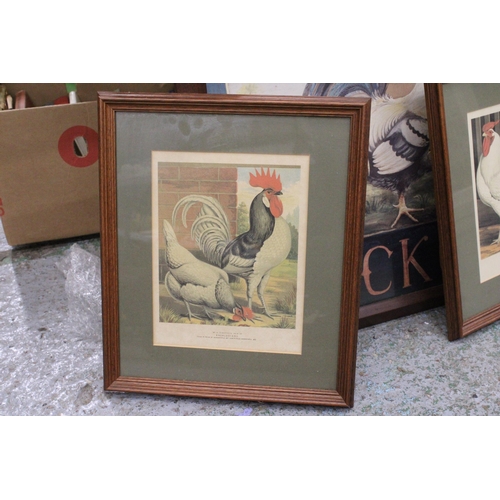 1053 - THREE FRAMED PRINTS OF CHICKENS