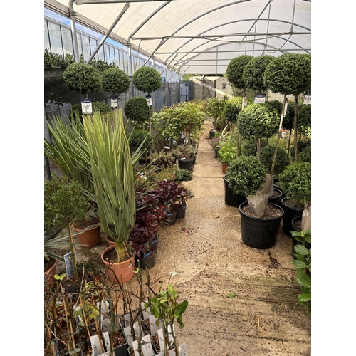 0 - WELCOME TO ASHLEY WALLER HORTICULTURE AUCTION - LOTS ARE BEING ADDED DAILY