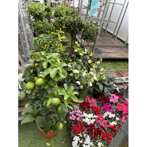 0 - WELCOME TO ASHLEY WALLER HORTICULTURE AUCTION - LOTS ARE BEING ADDED DAILY