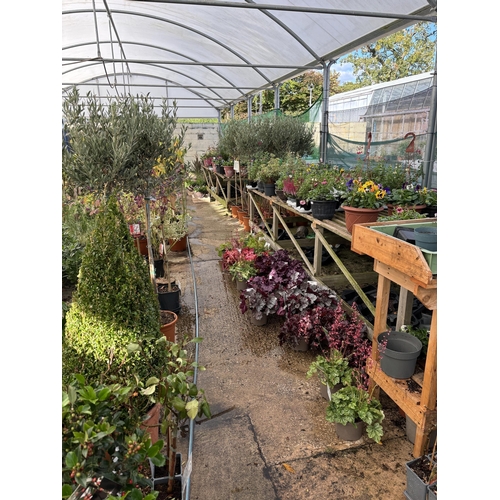 0 - WELCOME TO ASHLEY WALLER HORTICULTURE AUCTION - LOTS ARE BEING ADDED DAILY