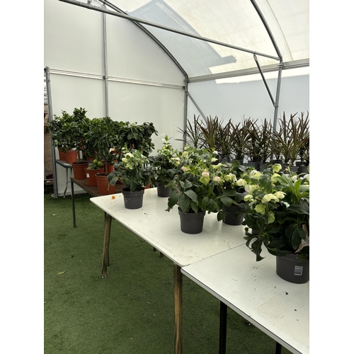 0 - WELCOME TO ASHLEY WALLER HORTICULTURE AUCTION - LOTS ARE BEING ADDED DAILY