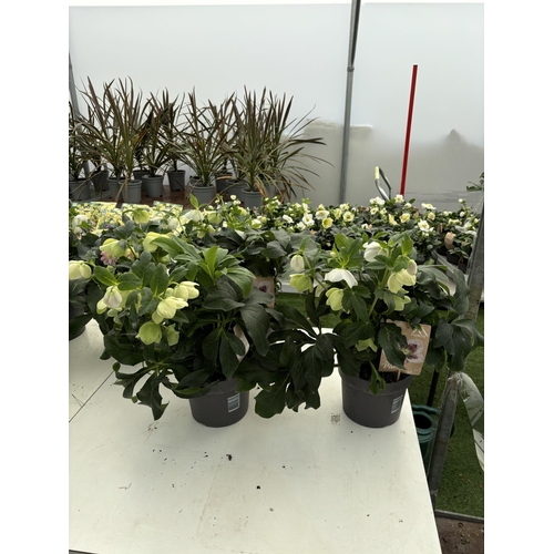 0 - WELCOME TO ASHLEY WALLER HORTICULTURE AUCTION - LOTS ARE BEING ADDED DAILY