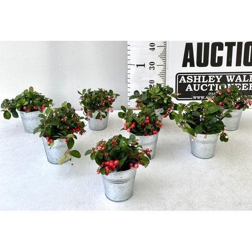 10 - EIGHT GAULTHERIA PERNYETTAS COVERED IN BERRIES IN DECORATIVE ALUMINIMUM PAILS. APPROX 25CM IN HEIGHT... 