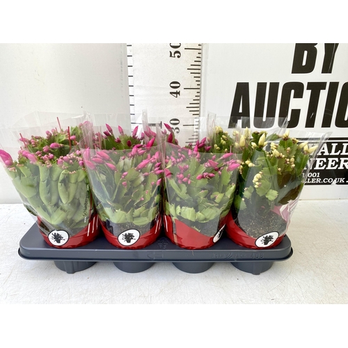 14 - EIGHT CHRISTMAS CACTUS SCHLUMBERGERA IN MIXED COLOURS. APPROX 30CM IN HEIGHT ON A TRAY IN 1.5 LTR PO... 