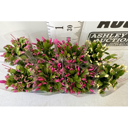 14 - EIGHT CHRISTMAS CACTUS SCHLUMBERGERA IN MIXED COLOURS. APPROX 30CM IN HEIGHT ON A TRAY IN 1.5 LTR PO... 