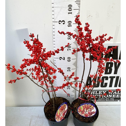 15 - 2 LARGE HOLLY ILEX VERTICILLATA WINTERBERRY IN 5 LTR POTS. APPROX 120CM TALL LADEN WITH BERRIES. TO ... 