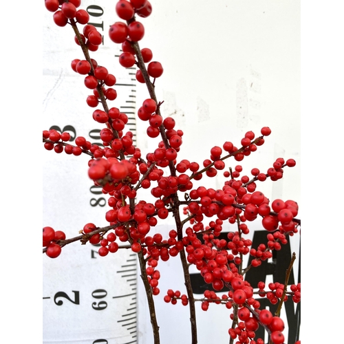 15 - 2 LARGE HOLLY ILEX VERTICILLATA WINTERBERRY IN 5 LTR POTS. APPROX 120CM TALL LADEN WITH BERRIES. TO ... 