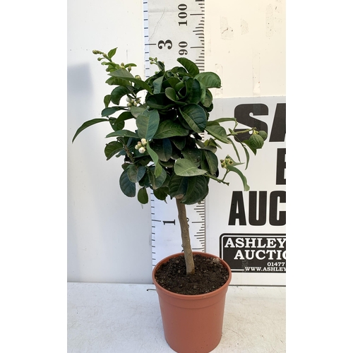 17 - A CITRUS LEMON FRUIT TREE WITH LEMONS APPROX 90CM IN HEIGHT. IN A 7 LTR POT. NO VAT