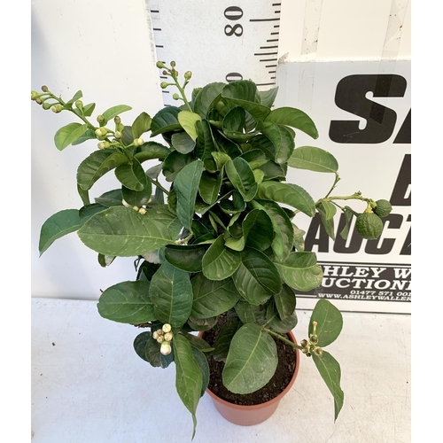 17 - A CITRUS LEMON FRUIT TREE WITH LEMONS APPROX 90CM IN HEIGHT. IN A 7 LTR POT. NO VAT