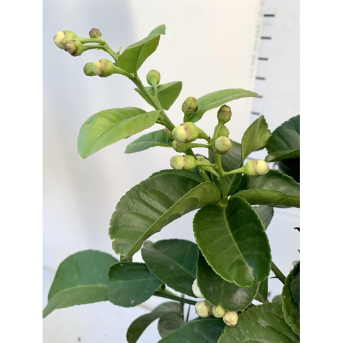 17 - A CITRUS LEMON FRUIT TREE WITH LEMONS APPROX 90CM IN HEIGHT. IN A 7 LTR POT. NO VAT