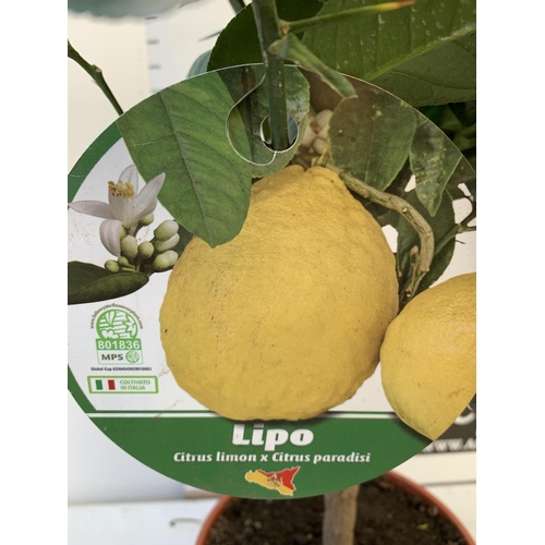 17 - A CITRUS LEMON FRUIT TREE WITH LEMONS APPROX 90CM IN HEIGHT. IN A 7 LTR POT. NO VAT