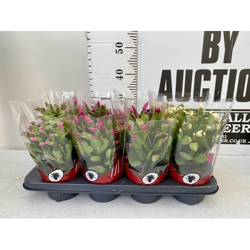 18 - EIGHT CHRISTMAS CACTUS SCHLUMBERGERA IN MIXED COLOURS. APPROX 30CM IN HEIGHT ON A TRAY IN 1.5 LTR PO... 