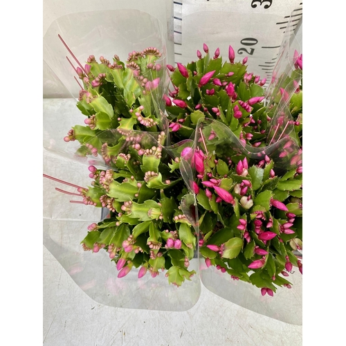 18 - EIGHT CHRISTMAS CACTUS SCHLUMBERGERA IN MIXED COLOURS. APPROX 30CM IN HEIGHT ON A TRAY IN 1.5 LTR PO... 