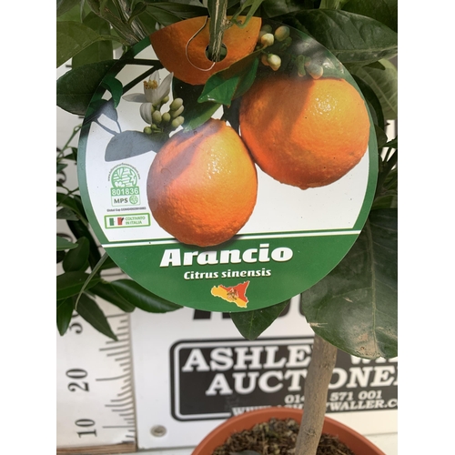 23 - TWO CITRUS STANDARD FRUIT TREES WITH FRUIT. ONE CALAMONDINO MANDARIN ORANGE TREE AND ONE ARANCIO ORA... 