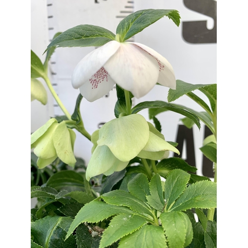 27 - TWO HELLEBOROUS ORIENTALIS WHITE IN THREE LITRE POTS, APPROX 60CM TALL TO BE SOLD FOR THE TWO