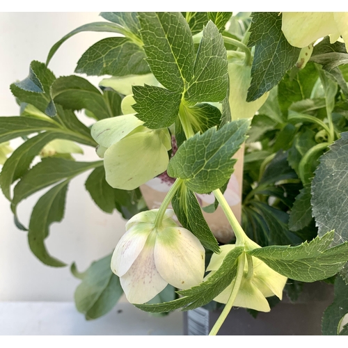 27 - TWO HELLEBOROUS ORIENTALIS WHITE IN THREE LITRE POTS, APPROX 60CM TALL TO BE SOLD FOR THE TWO