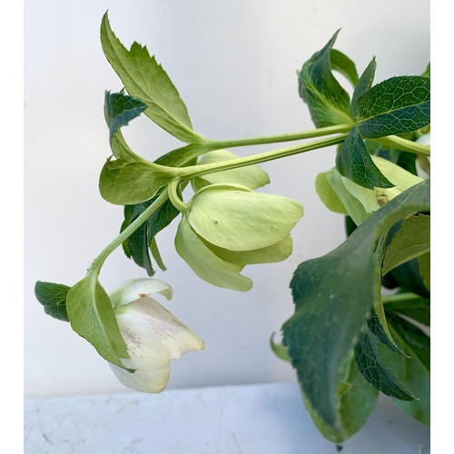 27 - TWO HELLEBOROUS ORIENTALIS WHITE IN THREE LITRE POTS, APPROX 60CM TALL TO BE SOLD FOR THE TWO