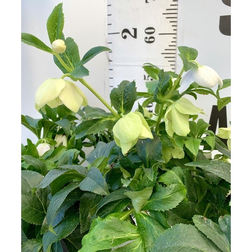 27 - TWO HELLEBOROUS ORIENTALIS WHITE IN THREE LITRE POTS, APPROX 60CM TALL TO BE SOLD FOR THE TWO