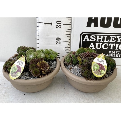 28 - TWO SHALLOW DECORATIVE BOWLS FILLED WITH ALPINE PLANTS - SEMPERVIVUMS ETC AND COLOURED GRAVEL. BOWLS... 