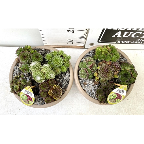 28 - TWO SHALLOW DECORATIVE BOWLS FILLED WITH ALPINE PLANTS - SEMPERVIVUMS ETC AND COLOURED GRAVEL. BOWLS... 