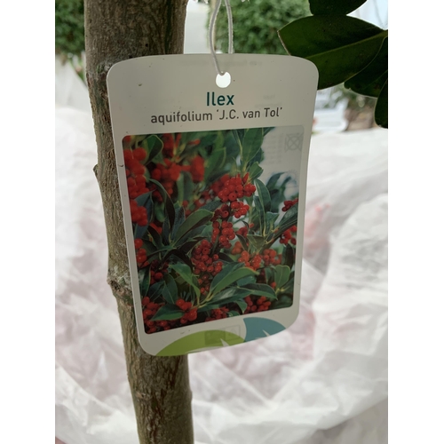 3 - A PAIR OF LARGE STANDARD HOLLY ILEX AQUIFOLIUM J C VAN TOLL TREES OVER 200CM. IN A 20 LITRE POT WITH... 