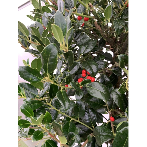 3 - A PAIR OF LARGE STANDARD HOLLY ILEX AQUIFOLIUM J C VAN TOLL TREES OVER 200CM. IN A 20 LITRE POT WITH... 