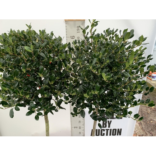 3 - A PAIR OF LARGE STANDARD HOLLY ILEX AQUIFOLIUM J C VAN TOLL TREES OVER 200CM. IN A 20 LITRE POT WITH... 