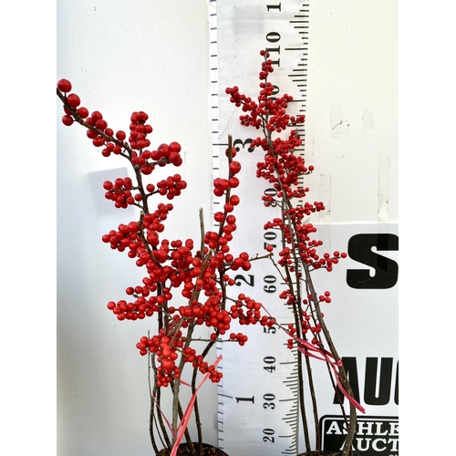 35 - 2 LARGE HOLLY ILEX VERTICILLATA WINTERBERRY IN 5 LTR POTS. APPROX 110CM TALL LADEN WITH BERRIES. TO ... 