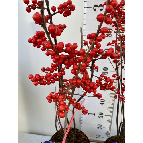 35 - 2 LARGE HOLLY ILEX VERTICILLATA WINTERBERRY IN 5 LTR POTS. APPROX 110CM TALL LADEN WITH BERRIES. TO ... 