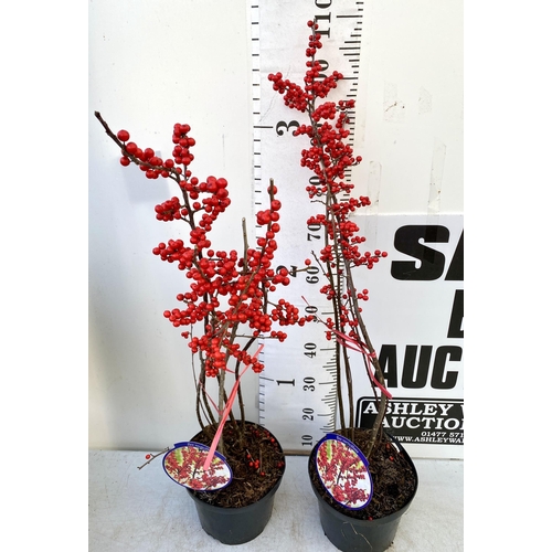 35 - 2 LARGE HOLLY ILEX VERTICILLATA WINTERBERRY IN 5 LTR POTS. APPROX 110CM TALL LADEN WITH BERRIES. TO ... 