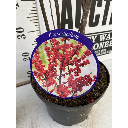 35 - 2 LARGE HOLLY ILEX VERTICILLATA WINTERBERRY IN 5 LTR POTS. APPROX 110CM TALL LADEN WITH BERRIES. TO ... 