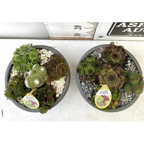 36 - TWO SHALLOW DECORATIVE BOWLS FILLED WITH ALPINE PLANTS - SEMPERVIVUMS ETC AND COLOURED GRAVEL. BOWLS... 