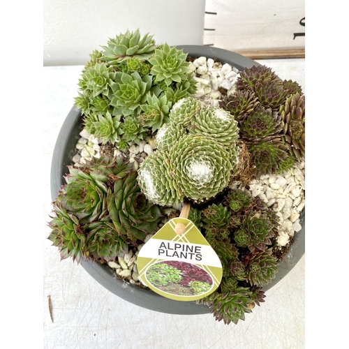 36 - TWO SHALLOW DECORATIVE BOWLS FILLED WITH ALPINE PLANTS - SEMPERVIVUMS ETC AND COLOURED GRAVEL. BOWLS... 