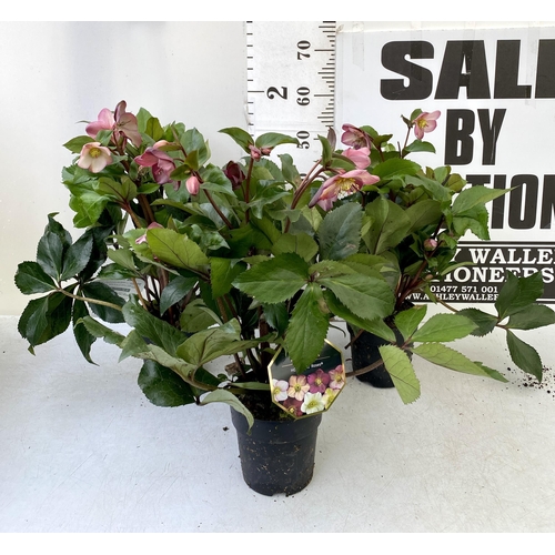 38 - THREE LARGE DARK PINK HELLEBORES 'ICE AND ROSE' IN 2 LTR POTS. APPROX 60CM IN HEIGHT IN FULL BLOOM. ... 