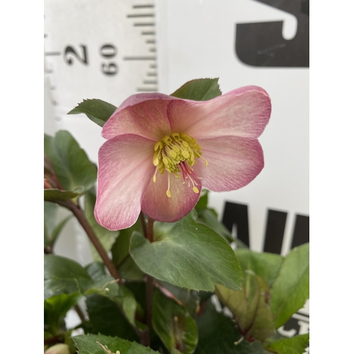 38 - THREE LARGE DARK PINK HELLEBORES 'ICE AND ROSE' IN 2 LTR POTS. APPROX 60CM IN HEIGHT IN FULL BLOOM. ... 