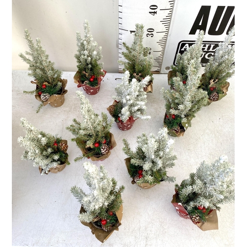 4 - TWELVE CHRISTMAS CONIFER PLANTS GIFT WRAPPED WITH CHRISTMAS ACCESSORIES. APPROX 40CM IN HEIGHT ON A ... 