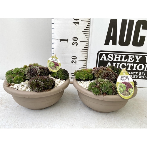 42 - TWO SHALLOW DECORATIVE BOWLS FILLED WITH ALPINE PLANTS - SEMPERVIVUMS ETC AND COLOURED GRAVEL. BOWLS... 