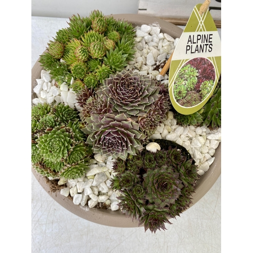 42 - TWO SHALLOW DECORATIVE BOWLS FILLED WITH ALPINE PLANTS - SEMPERVIVUMS ETC AND COLOURED GRAVEL. BOWLS... 