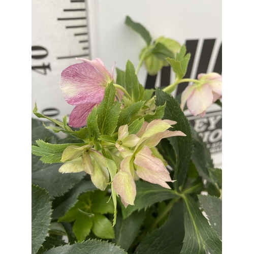 43 - TWO HELLEBOROUS HELLEBORES LIGHT PINK ORIENTALIS IN THREE LITRE POTS 40-50CM TALL TO BE SOLD FOR THE... 