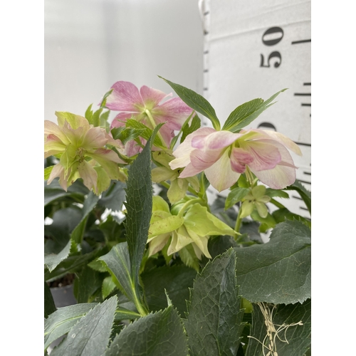 43 - TWO HELLEBOROUS HELLEBORES LIGHT PINK ORIENTALIS IN THREE LITRE POTS 40-50CM TALL TO BE SOLD FOR THE... 